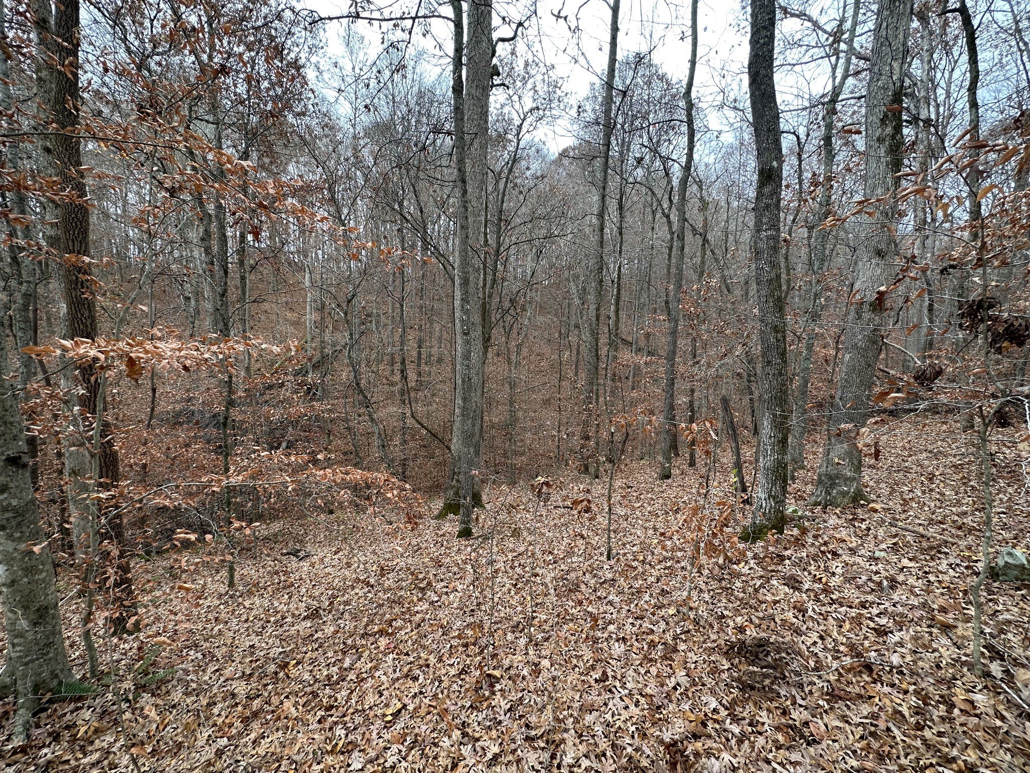 Waddell Hollow Rd, Franklin, TN  37064