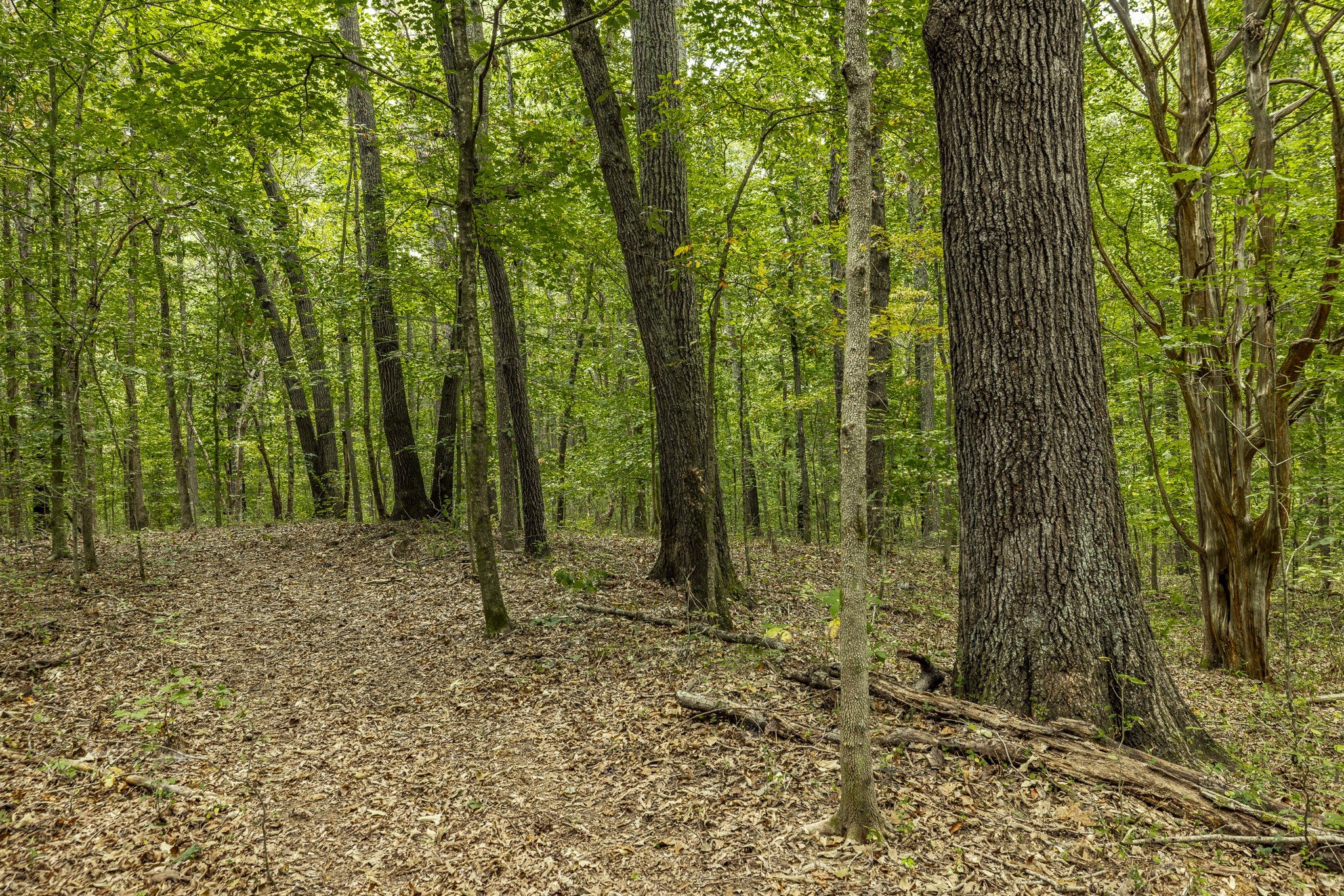 Cairo Bend Road, Lebanon, TN  37087