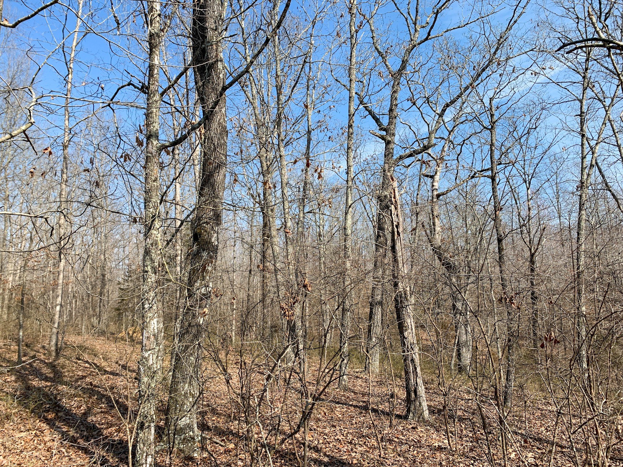 Ledbetter Hollow Rd, Linden, TN  37096