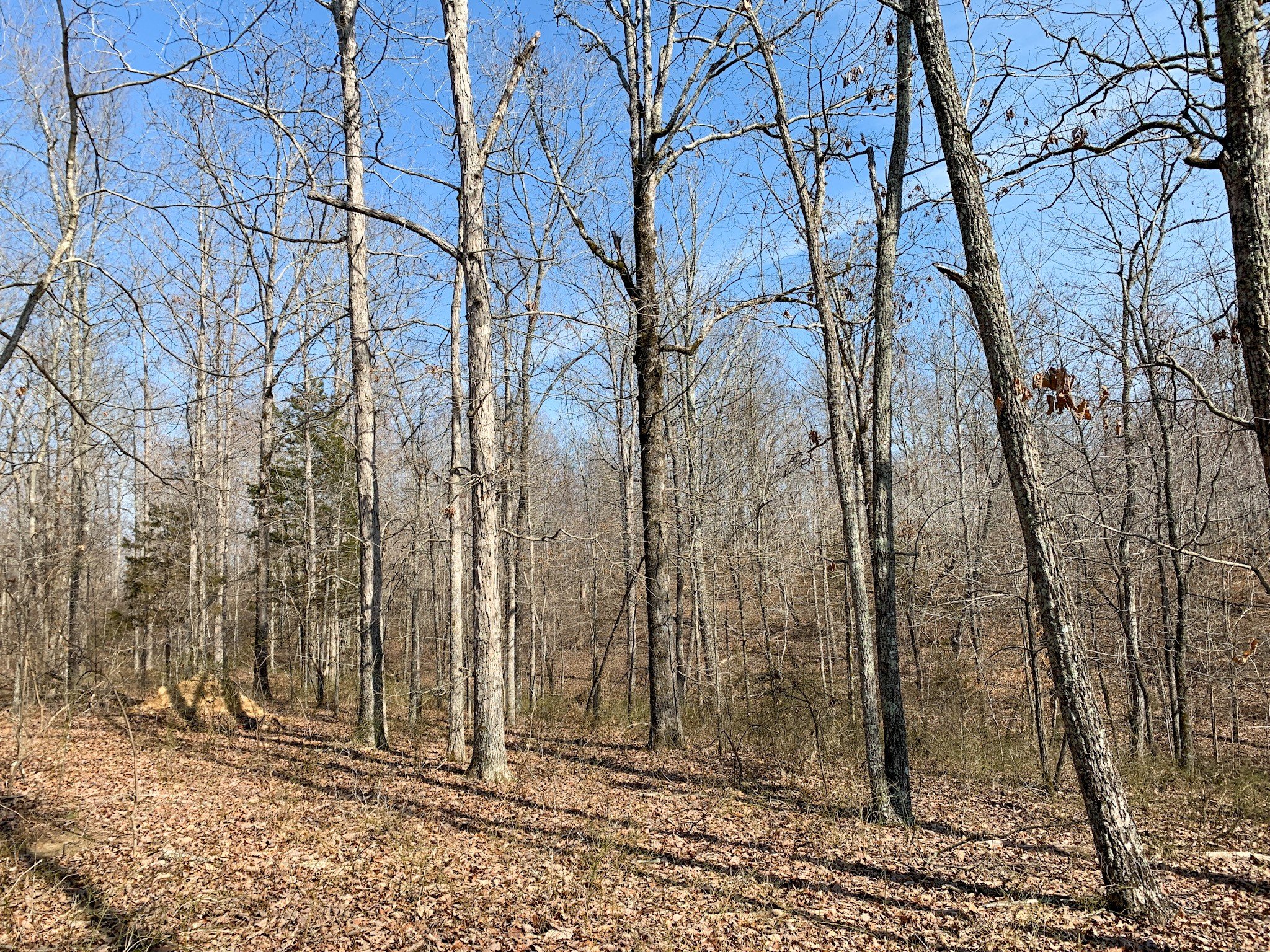 Ledbetter Hollow Rd, Linden, TN  37096