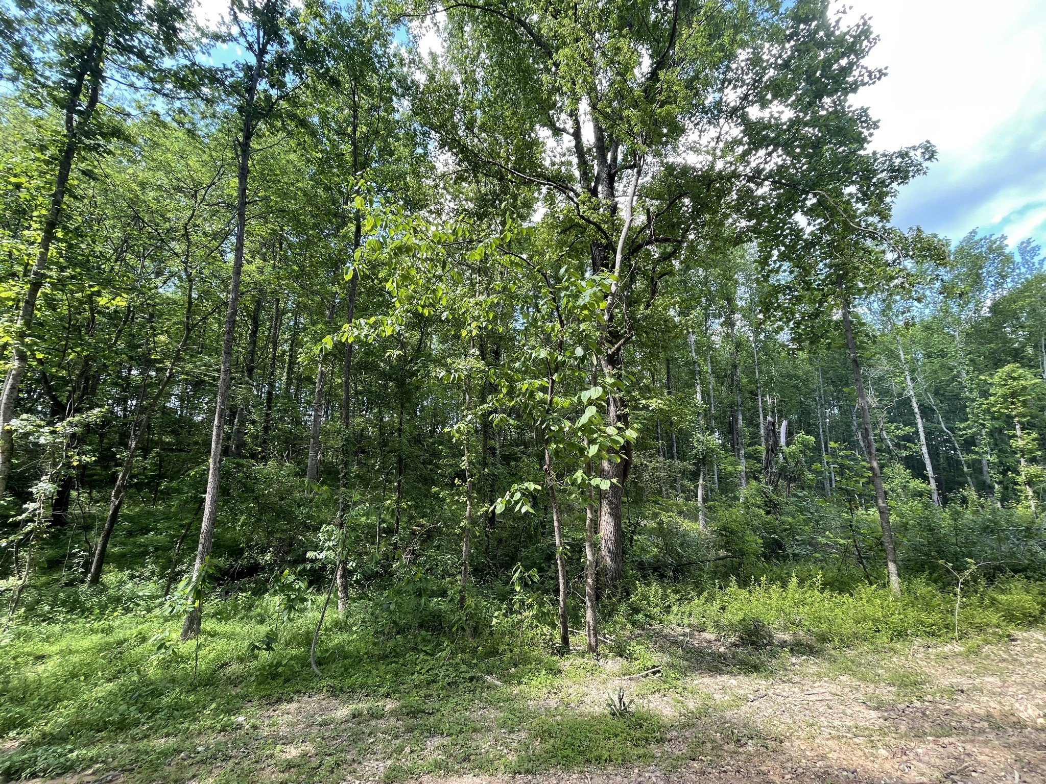 Maxwell Hill Rd, Pulaski, TN  38478