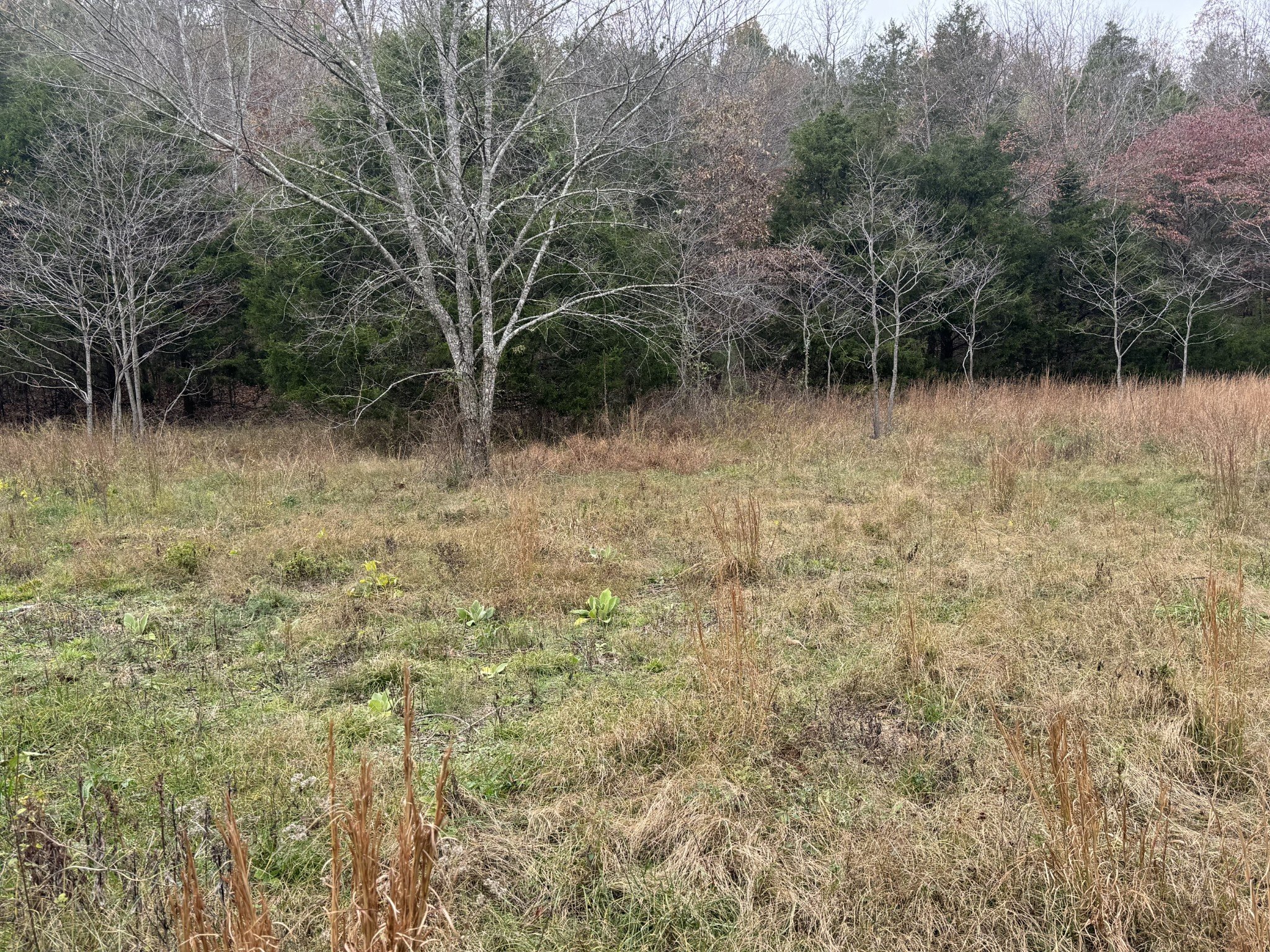 Tracy Rd, Hohenwald, TN  38462