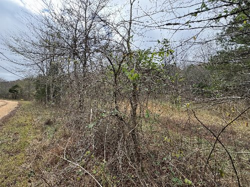 Tracy Rd, Hohenwald, TN  38462